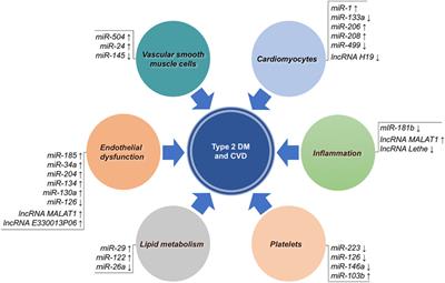 Type 2 Diabetes Mellitus and Cardiovascular Disease: Genetic and Epigenetic Links